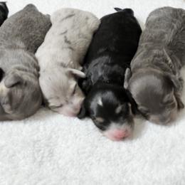Dachshund Puppies from River Run Dachshunds