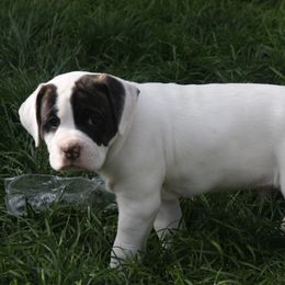 American Bulldog Puppies from Ferocia Kennels