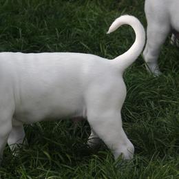 American Bulldog Puppies from Ferocia Kennels