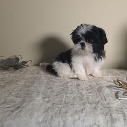 Millie - Black and white female Shih Tzu puppy in Kings Mountain, North Carolina from Britany's Shih Tzus