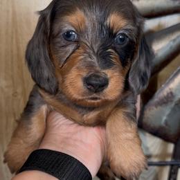 Chumsley SILKY WIREHAIR - Dapple male Dachshund puppy in Duncan, Arizona from Bootheel Doxies