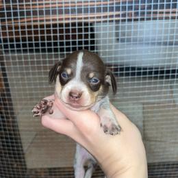 Billy - Chocolate and cream male Dachshund puppy in Goldthwaite, Texas from Mini Mama Dachshunds