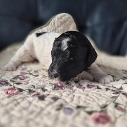 Cannolli moyen poodle pup - Parti female Poodle puppy in Milford, Michigan from Cuddley-Poods Moyen poodles