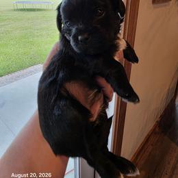Baby girl purple - Black and gold female Shorkie puppy in Chipley, Florida from Relentless Homestead