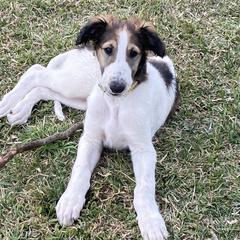 Borzoi Puppies from Oronzova Borzoi