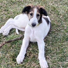 Borzoi Puppies from Oronzova Borzoi