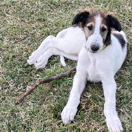 Borzoi Puppies from Oronzova Borzoi