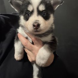 Tiana - Black and white female Pomsky puppy in Scandinavia, Wisconsin from Bonnie’s Little Fluffys