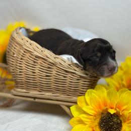 Chocolate Girl 2150 - Chocolate and tan female Dachshund puppy in Nashville, Arkansas from Whisenhunt Farms
