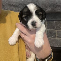 Boy 1 - Havanese puppy in Osceola, Indiana from LUV my HAVAMALT