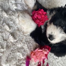 Aussiedoodles, Australian Shepherds, and Toy Australian Shepherds from Circle B Farms