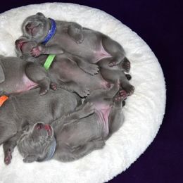 Weimaraner Puppies from Platinum Weimaraners