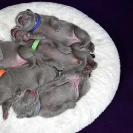 Weimaraner Puppies from Platinum Weimaraners