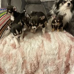 Chihuahua Puppies from Calmont