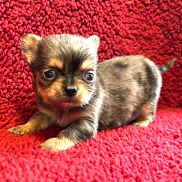 Piglet - Merle female Chihuahua puppy in Hobgood, North Carolina from Four Kids’ Farms, LLC