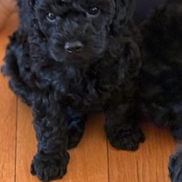 Border Collie and Poodle Puppies from Ross Vegas Kennels