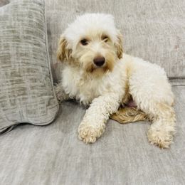 Lila - Cockapoo