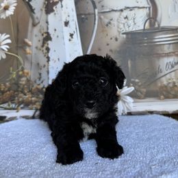 Shaggy - Black male Poodle puppy in Corbin, Kentucky from Lightning K Kanine’s
