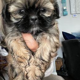 Shih Tzu Puppies from Shihtzus.Sc