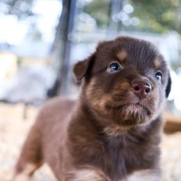 Australian Shepherd Puppies from Covenant View Farm Australian Shepherds