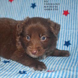 Pez - Red & white male Miniature Australian Shepherd puppy in Patterson, North Carolina from DreamLine Aussies
