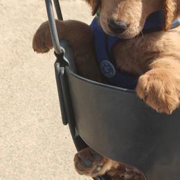 Goldendoodle Puppies from Todd Family Homestead