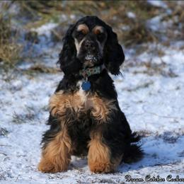Maci - Cocker Spaniel