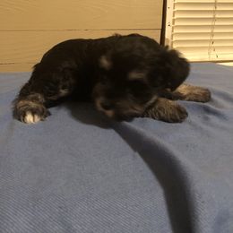 Miniature Schnauzer Puppies from Parsons’ Kennels