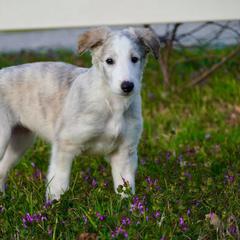Borzoi Puppies from Rezance Borzoi