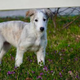 Borzoi Puppies from Rezance Borzoi