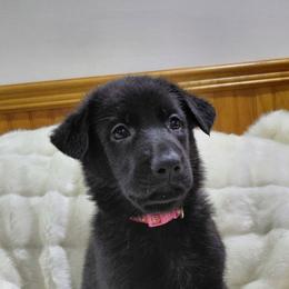 Hot pink - Black female German Shepherd puppy in Richland, Pennsylvania from Moonlight Shepherds LLC