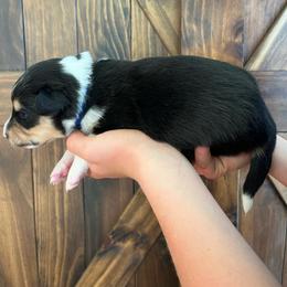 Lando - Black white and tan male Old Time Scotch Collie puppy in Mars Hill, North Carolina from Brambly Mountain Farm