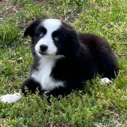 Boy 1 - Black tri male Miniature Australian Shepherd puppy in Hokes Bluff, Alabama from Alegria Toy Aussies
