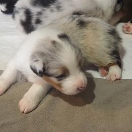 Boy 6 - male Australian Shepherd puppy in Cape Girardeau, Missouri from Promise Keeper Kennel