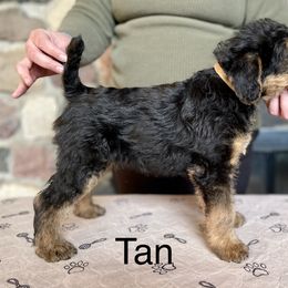 Girl 2 - Black and tan Airedale Terrier puppy in Branch, Michigan from Aim High Airedales & German Shorthaired Pointers
