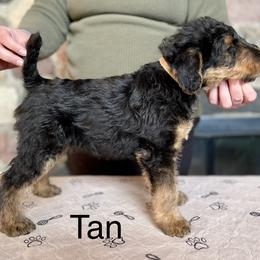 Girl 2 - Black and tan Airedale Terrier puppy in Branch, Michigan from Aim High Airedales & German Shorthaired Pointers