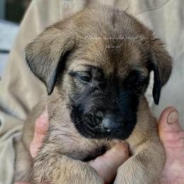 Frankie - Fawn female Mastiff puppy in Wewoka, Oklahoma from P Diamond Mastiffs