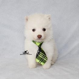 Sugar - White male Pomsky puppy in Stockton, Utah from Mischa Nelson