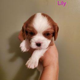 Lily - Blenheim female Cavalier King Charles Spaniel puppy in Caledonia, Michigan from Magnolia Acres
