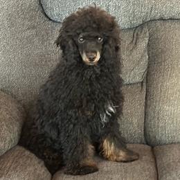 Zane - Phantom male Poodle puppy in Cabool, Missouri from Rafter B Farms
