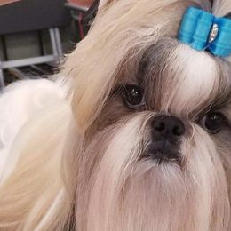 Shih Tzus from Autumn Shih Tzu