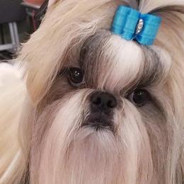 Shih Tzus from Autumn Shih Tzu
