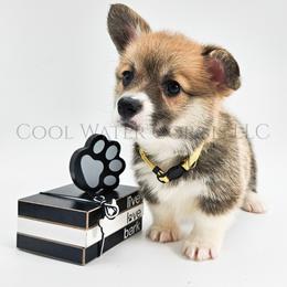 Sparkle - Red female Pembroke Welsh Corgi puppy in Kiowa, Colorado from Cool Water Corgis LLC