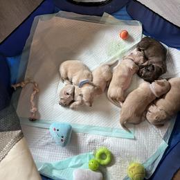 Dachshund Puppies from Dave’s Dachshunds