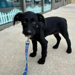 Luke Cage - Black and white male Xoloitzcuintli puppy in Manitowoc, Wisconsin from Wonderland Kennel