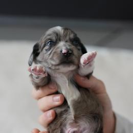 Boy 4 - Dapple male Dachshund puppy in Richmond, Virginia from Irresistible Dachshunds & Cavaliers