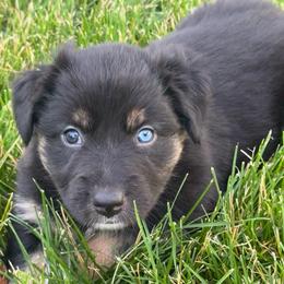 Cocoa - Black tri-color female Australian Shepherd puppy in La Porte City, Iowa from KDL Homestead