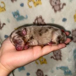 Chocolate merle boy - Chocolate merle male Pomeranian puppy in Eagle Pass, Texas from Texas Tumbleweed Poms