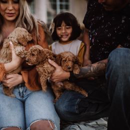 Aussiedoodle and Bernedoodle Puppies from High Desert Doodles