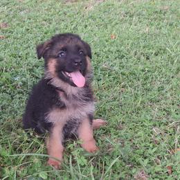 Ivy vom LegendLand - Black and red female German Shepherd puppy in Hillsborough County, Florida from Vom Legend Land